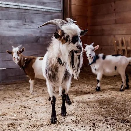 Apartment Suedhof Doebbrick - Fuer Familienurlaub *