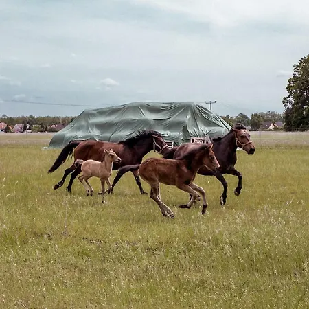 Südhof Döbbrick Apartment