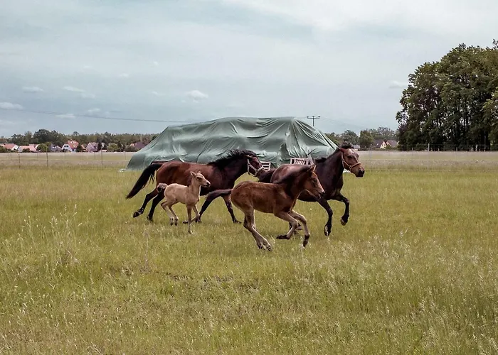 Suedhof Doebbrick - Fuer Familienurlaub Daire